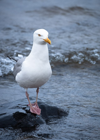 Pigeon-toed Western Gull