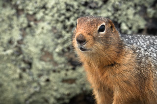Arctic Squirrel Against Lichen