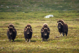 Muskox Boy Band