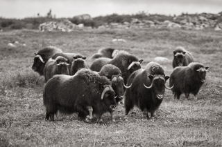 Muskox Evaluation