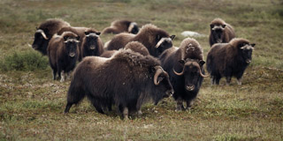 Behind the Bulls