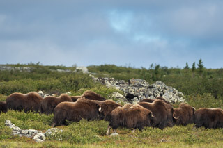 Sea of Muskox