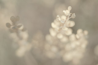Dreams of Drying Seeds