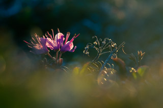 Lapland Rosebay