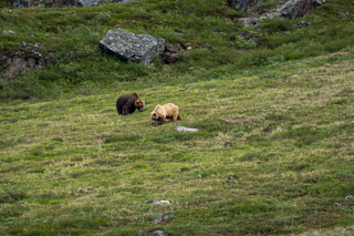 Arctic Grizzlies
