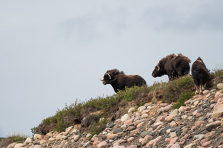 Muskox in the Wind