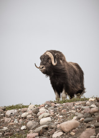 Majestic Muskox