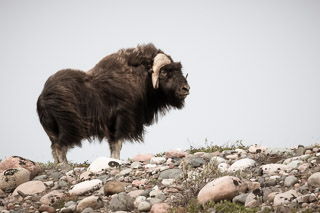 Muskox on the Ridge