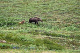 Moose Leading the Way