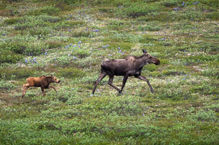 Running Through Lupins