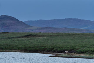 Distant Wolf