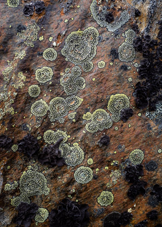 Young Lichen Colonies