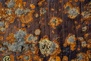 Glacier Grooves and Lichen