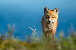 Fox Kit's Calm Attention