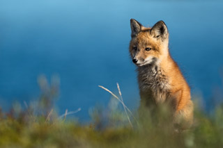 Waiting for Supper
