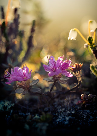 Backlit Rosebay