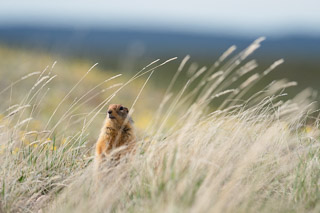 Arctic Ground Squirrel on Esker