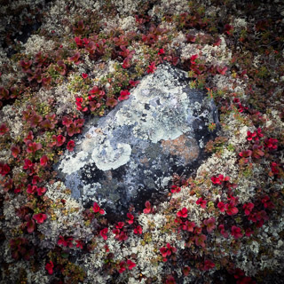 Bearberries, Cranberries, and Reindeer Lichen