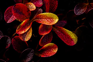 Fall Kinniknick Leaves