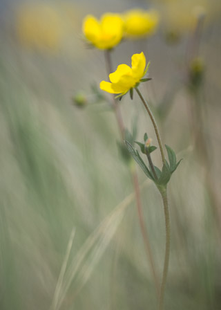 Arctic Buttercup