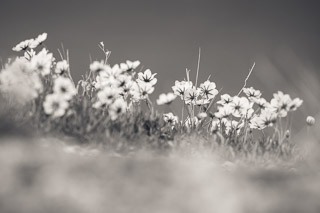 Avens on an Esker