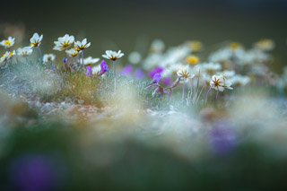 Flowering Carpet