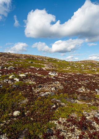 Kinnikinnick and Crowberry Tundra