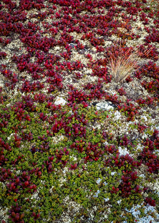 Northern Carpet with Tuft