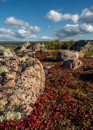 Stones in Bearberry