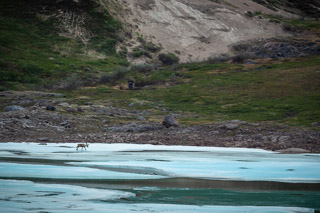 Lone Caribou on Ice