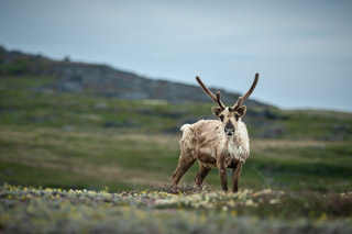 Lone Bathurst Caribou