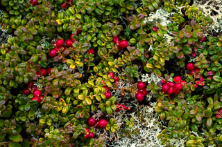 Arctic Cranberry Crop