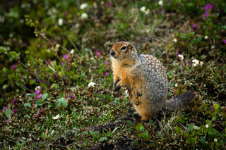 Arctic Ground Squirrel in Flowers