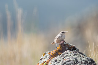 Desert Perch