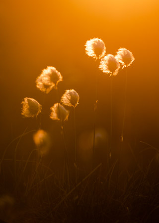 Cottongrass Sunset
