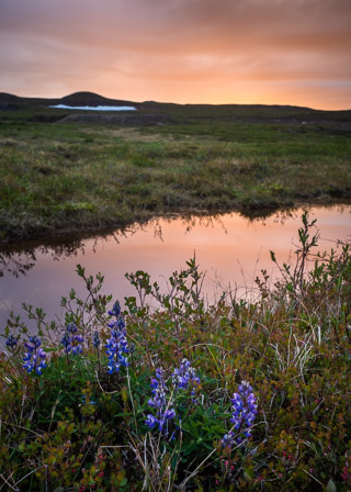 Lupin Sunset