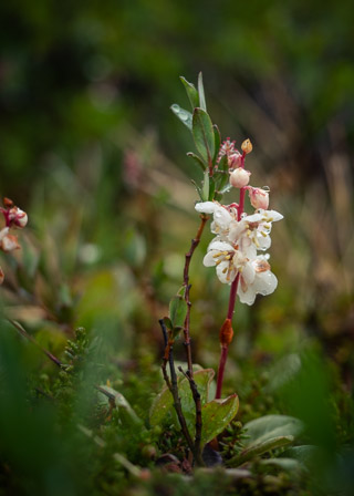 Tallflower Wintergreen