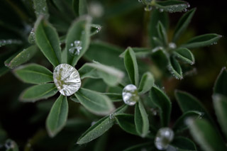 Water-collecting Lupin Leaves