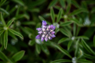 Standing Out in a Field of Lupin
