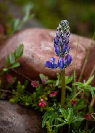 Cute Little Lupin