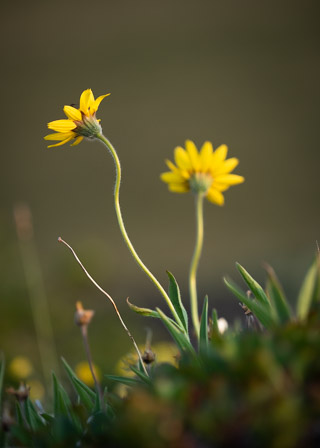 Arnica Pairing