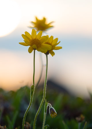 Tall Group of Arctic Arnica
