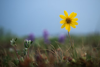 Arctic Arnica in the Rain