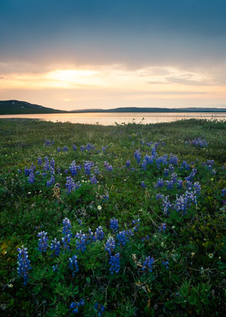 Lupins at the Ocean