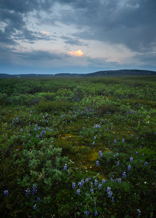 Light Over Lupins