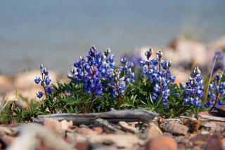 Lupins on a Raised Beach