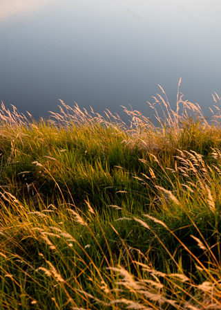 Midnight Grass by the Arctic Ocean
