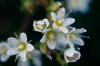 Prickly Saxifrage Flowers