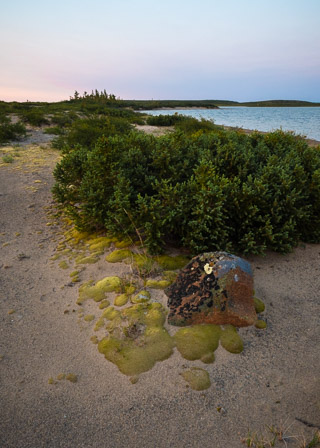 Moss in Sand