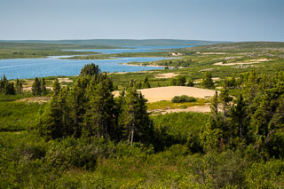 Sandy Spruce Oasis